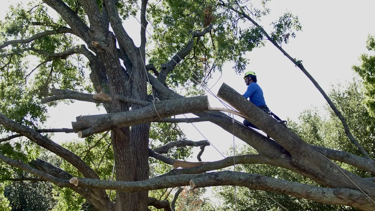 Professional Hazardous Tree Removal performed by certified arborists in Green