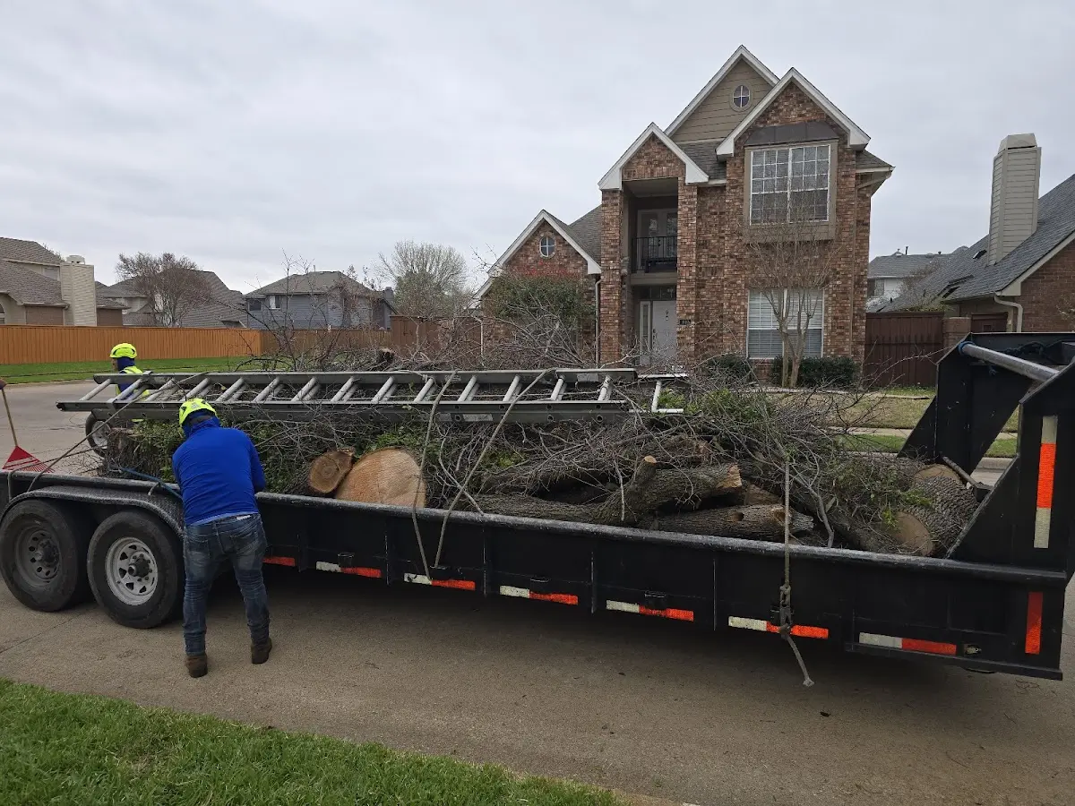 Expert Tree Removal with proper safety equipment in Green